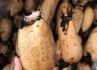 The 3 vegetables with the most “parasites”, boiling them may not guarantee elimination, many people prefer to eat them raw