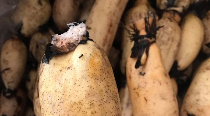 The 3 vegetables with the most “parasites”, boiling them may not guarantee elimination, many people prefer to eat them raw