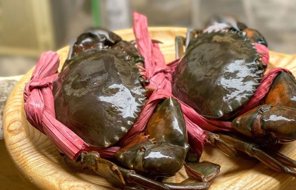 How to differentiate between male and female crabs?