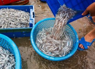 5 Mercury-free Fish Species You Can Buy at the Market