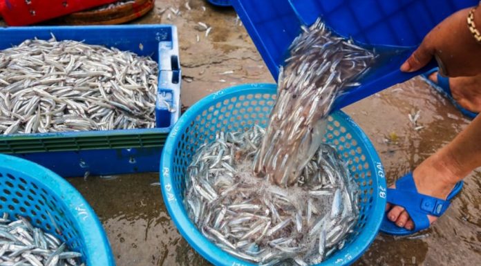 5 Mercury-free Fish Species You Can Buy at the Market