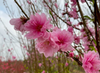 The Lucky ‘Quadruplets’ of Tet Peach Trees: Who Picks the Right Tree Brings Wealth to the Household All Year Long