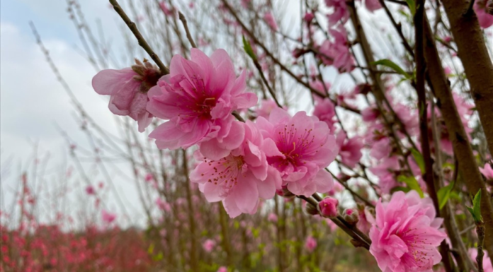 The Lucky ‘Quadruplets’ of Tet Peach Trees: Who Picks the Right Tree Brings Wealth to the Household All Year Long