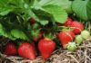 How to grow strawberries in the scorching summer and still have bountiful fruits