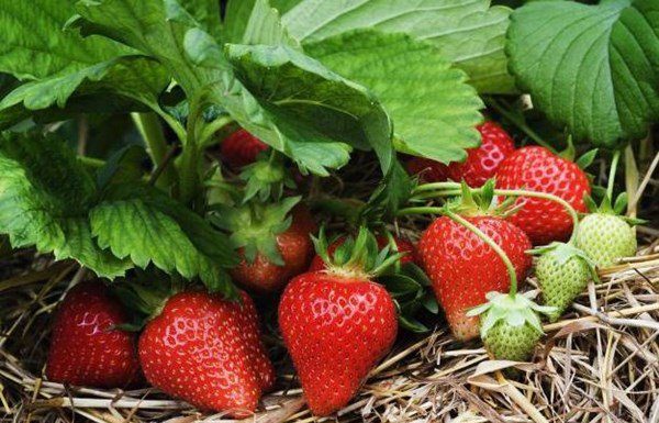 How to grow strawberries in the scorching summer and still have bountiful fruits