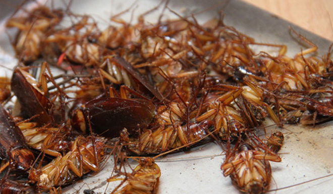 A Simple Tip to Scare Cockroaches, Automatically “Pack” Them Out of Your House