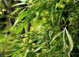 What does it mean when the Ginger plant blooms? Where is the best place to plant it?