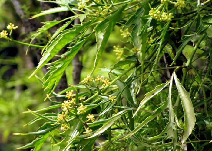 What does it mean when the Ginger plant blooms? Where is the best place to plant it?