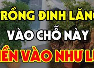 The Ultimate Guide to Growing Ginseng: One Plant to Attract Wealth and Prosperity