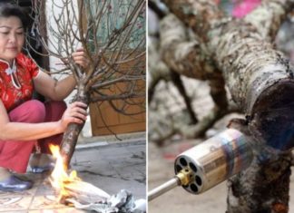 Should peach roots be pruned? A gardener shares tips for beautiful, long-lasting peach blossoms and abundant Tet decorations.