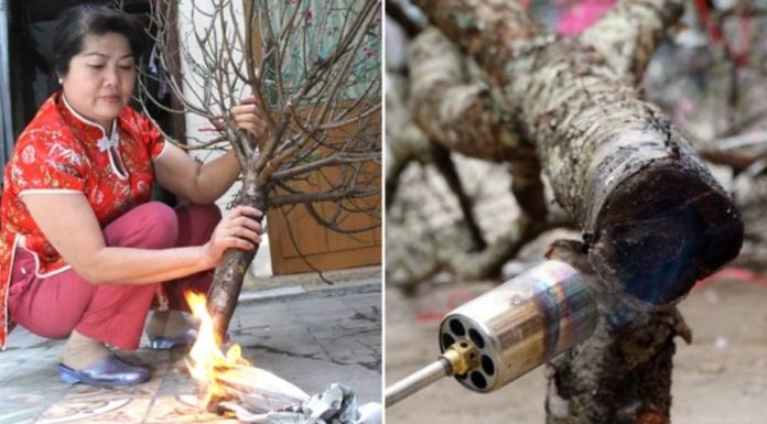 Should peach roots be pruned? A gardener shares tips for beautiful, long-lasting peach blossoms and abundant Tet decorations.