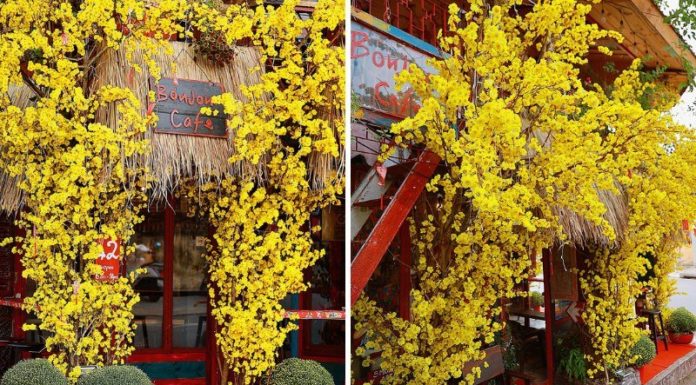 “Infiltrating” Thao Dien area, “hunting down” the most beautiful café for Tet photography