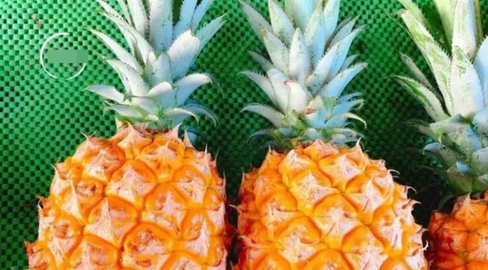 Should you choose long or short pineapple when buying it?