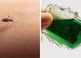 6 Effective Ways to Repel Mosquitoes Using Essential Oil: No Mosquito Would Dare to Come Near with a Refreshing Scent