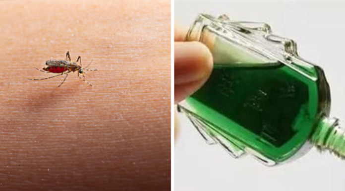 6 Effective Ways to Repel Mosquitoes Using Essential Oil: No Mosquito Would Dare to Come Near with a Refreshing Scent