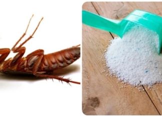 How to get rid of cockroaches in the bathroom with laundry detergent
