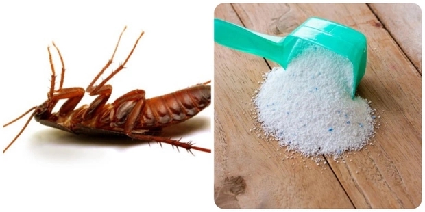 How to get rid of cockroaches in the bathroom with laundry detergent