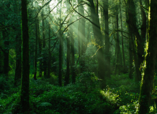 40+ Super Sharp, Vibrant and Refreshing Green Tree Wallpapers for Both Computers and Phones