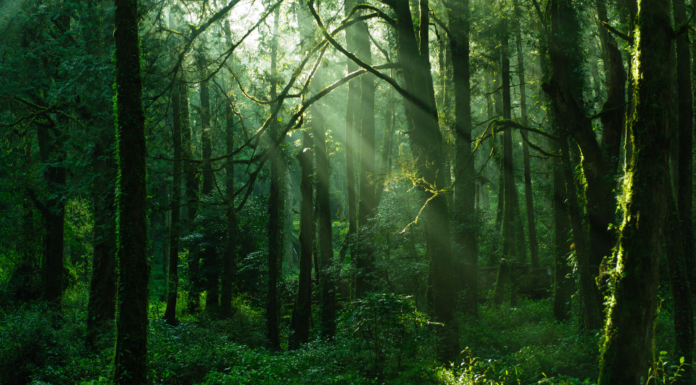 40+ Super Sharp, Vibrant and Refreshing Green Tree Wallpapers for Both Computers and Phones