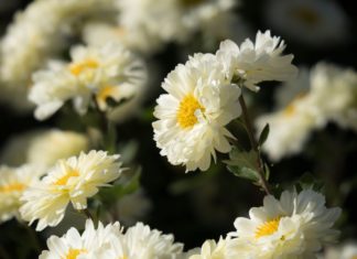 Discover 50+ Delicate and Pure Daisy Flower Wallpapers for Phones and Computers