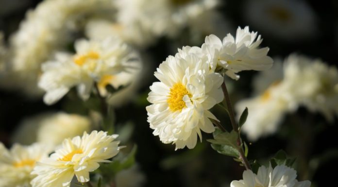 Discover 50+ Delicate and Pure Daisy Flower Wallpapers for Phones and Computers