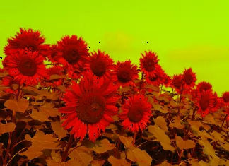 70+ Stunning Sunflower Wallpapers in High Definition for Phones and Computers