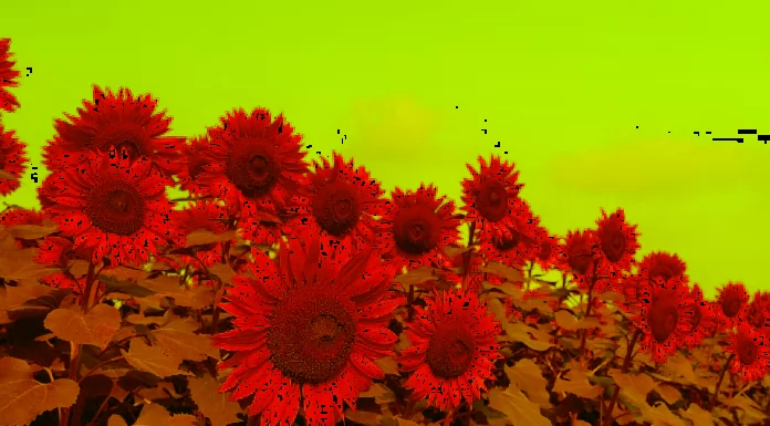 70+ Stunning Sunflower Wallpapers in High Definition for Phones and Computers
