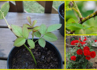 The Magic of Year-Round Blooms: Unlocking the Secrets to Healthy and Rapid Flower Growth