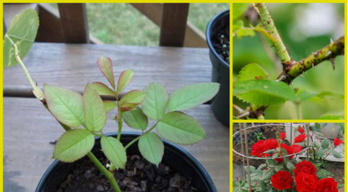 The Magic of Year-Round Blooms: Unlocking the Secrets to Healthy and Rapid Flower Growth