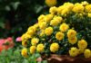 How to Make Chrysanthemums Bloom Beautifully for Lunar New Year 2024: The Simple Trick