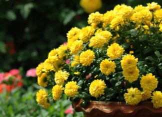 How to Make Chrysanthemums Bloom Beautifully for Lunar New Year 2024: The Simple Trick