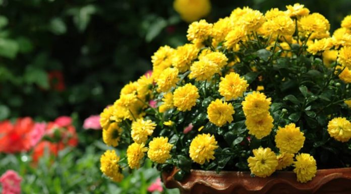 How to Make Chrysanthemums Bloom Beautifully for Lunar New Year 2024: The Simple Trick
