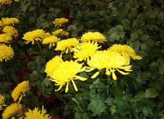 The Mystical Daisy: Unveiling the Altar’s Floral Preference