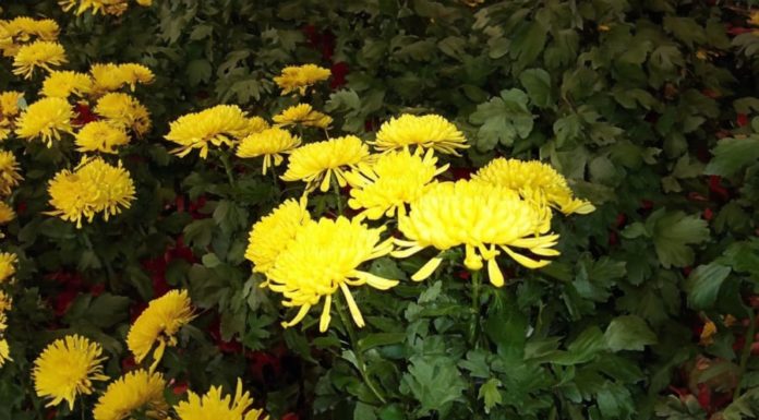 The Mystical Daisy: Unveiling the Altar’s Floral Preference