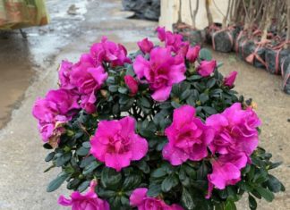 Top 7 Rare and Expensive Flowers That Only Few Dare to Plant, Beginners Beware!