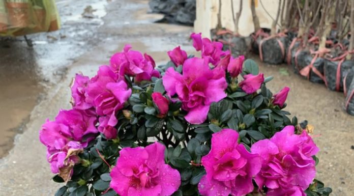 Top 7 Rare and Expensive Flowers That Only Few Dare to Plant, Beginners Beware!