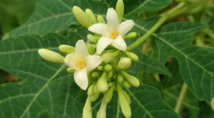 Papaya flowers are beneficial for health but not suitable for everyone, these people should stay away
