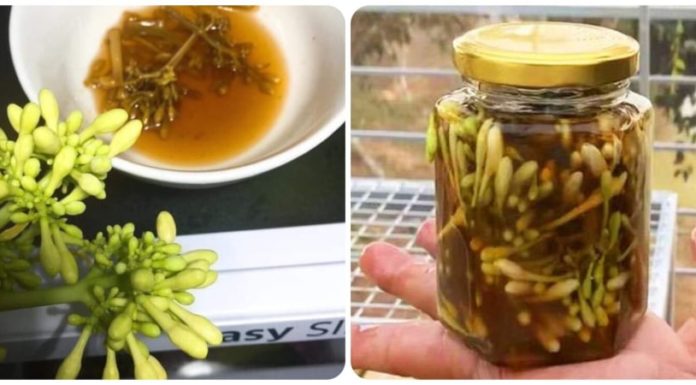 9 Amazing Benefits of Soaking Male Papaya Flowers in Honey: Who Should Eat It?