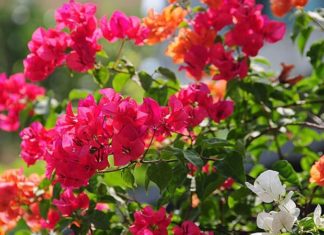 Perfect match for growing paper flowers: The longer you grow, the more luck you make