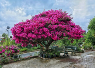 Don’t just plant pink paper flowers, feng shui master guides you on choosing the right color to double your fortune