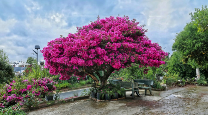 Don’t just plant pink paper flowers, feng shui master guides you on choosing the right color to double your fortune