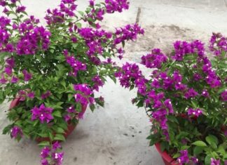 Which Age Group is Best Suited for Growing Paper Flowers?