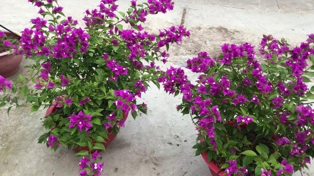 Which Age Group is Best Suited for Growing Paper Flowers?