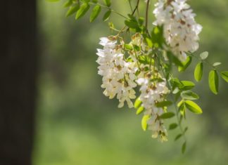 “Ancestral Wisdom: Planting these two trees brings prosperity and success to future generations”