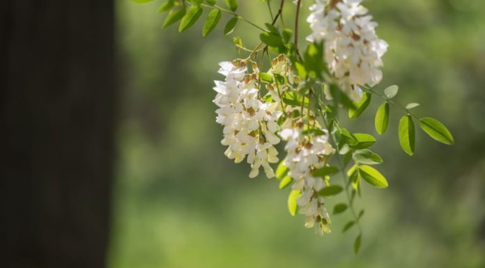 “Ancestral Wisdom: Planting these two trees brings prosperity and success to future generations”