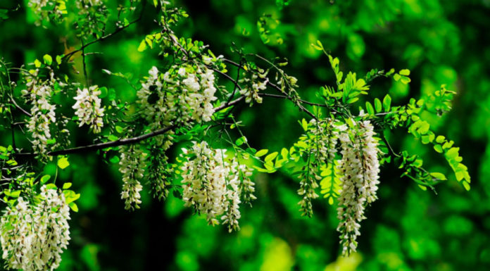 Ancestral advice: “Sow seeds first, then reap strawberries; descendants flourish and family prospers,” What does it mean?