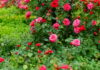 Tips to Grow Beautiful and Abundant Roses for a Prosperous Lunar New Year
