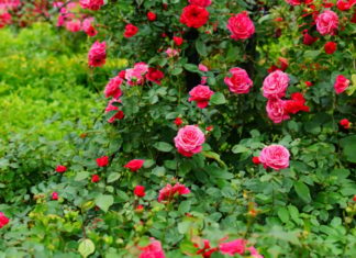 Tips to Grow Beautiful and Abundant Roses for a Prosperous Lunar New Year