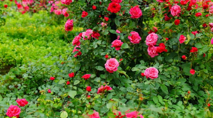 Tips to Grow Beautiful and Abundant Roses for a Prosperous Lunar New Year
