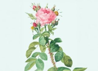 10 Beautiful Flowers for Decoration Only, Strictly No Incense Burning to Avoid Disapproval and Bad Luck